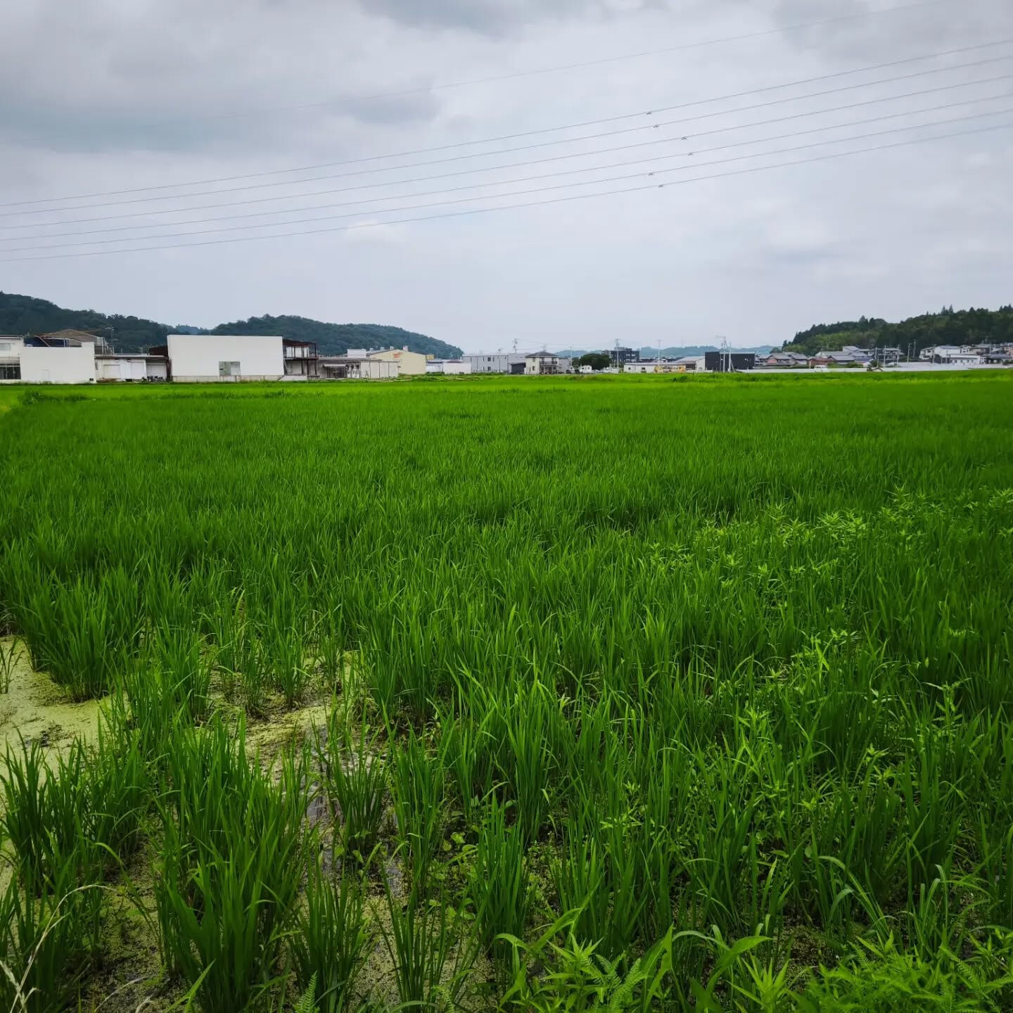 この2日間研修にてお休みを頂戴しました